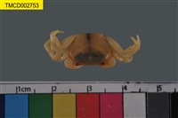 藏品(澤蟹屬)的圖片